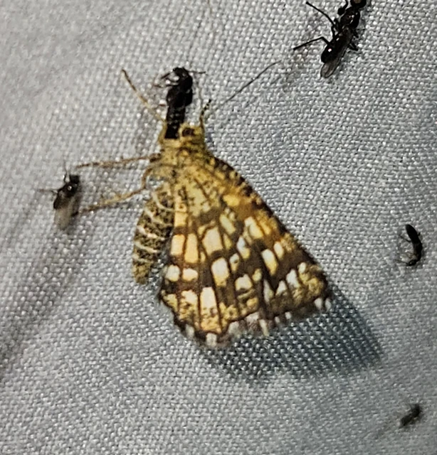 Chiasmia clathrata - rácsos rétiaraszoló