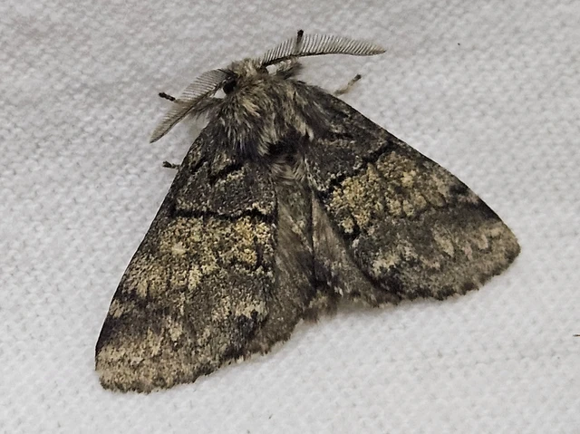 Gluphisia crenata - kormos púposszövő