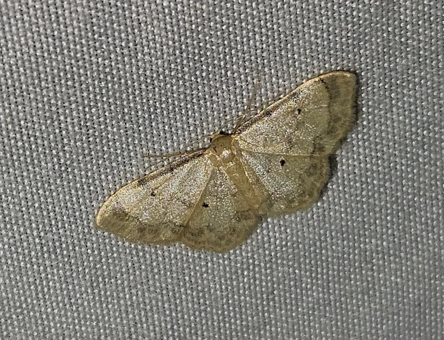 vonalas apróaraszoló - Idaea politaria