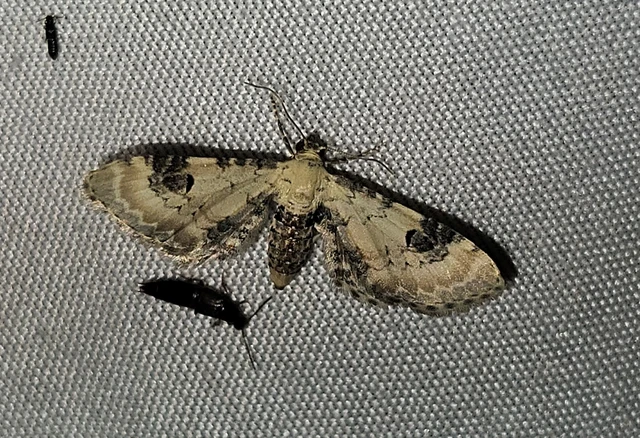 búzavirág-törpearaszoló - Eupithecia centaureata