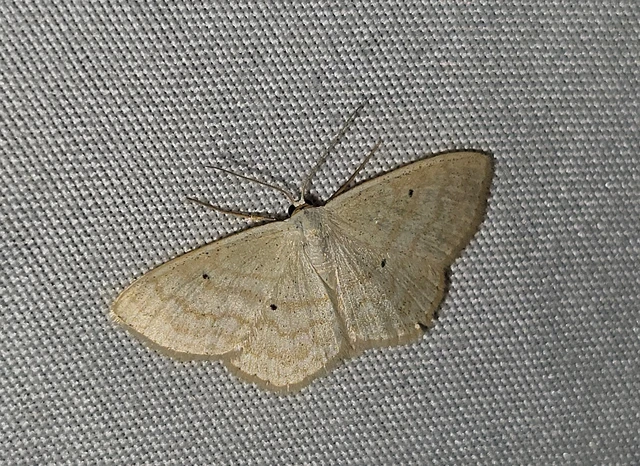 lápi apróaraszoló - Scopula corrivalaria