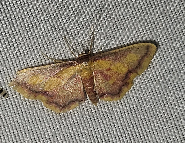 mocsári pirosaraszoló - Idaea muricata