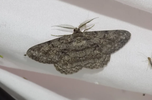 nagy tölgyfaaraszoló - Hypomecis roboraria