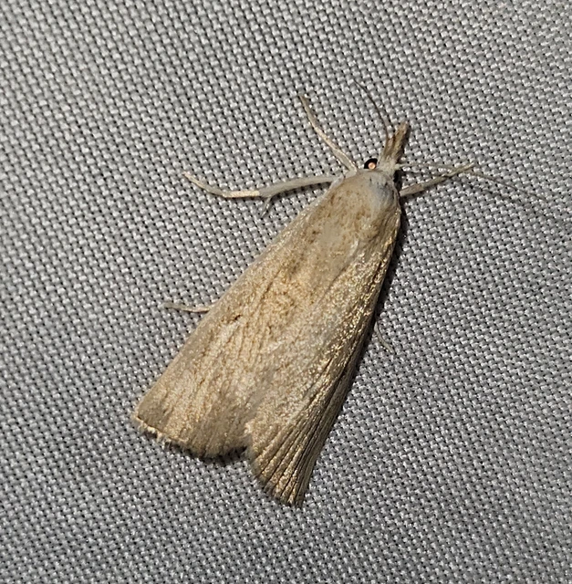 Calamotropha paludella - barna nádlevélmoly