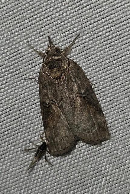 Nycteola asiatica - nyárfa-trapézbagoly