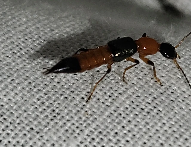 Paederus