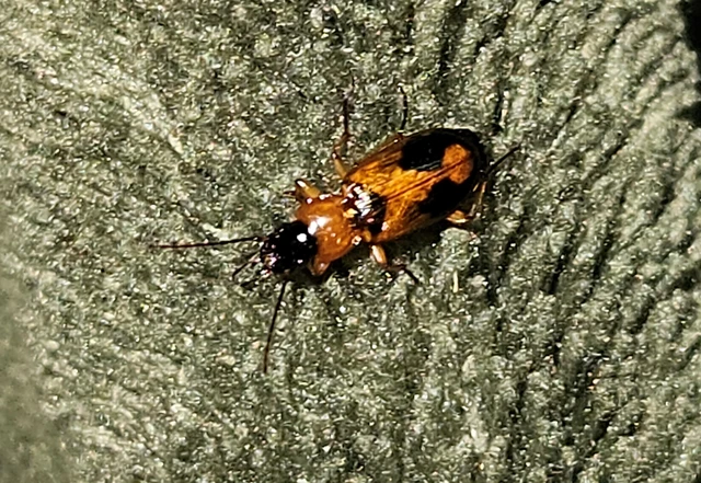 Badister meridionalis - közönséges posványfutonc