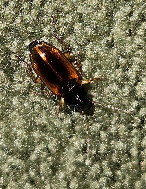 Stenolophus mixtus - közönséges turzásfutó