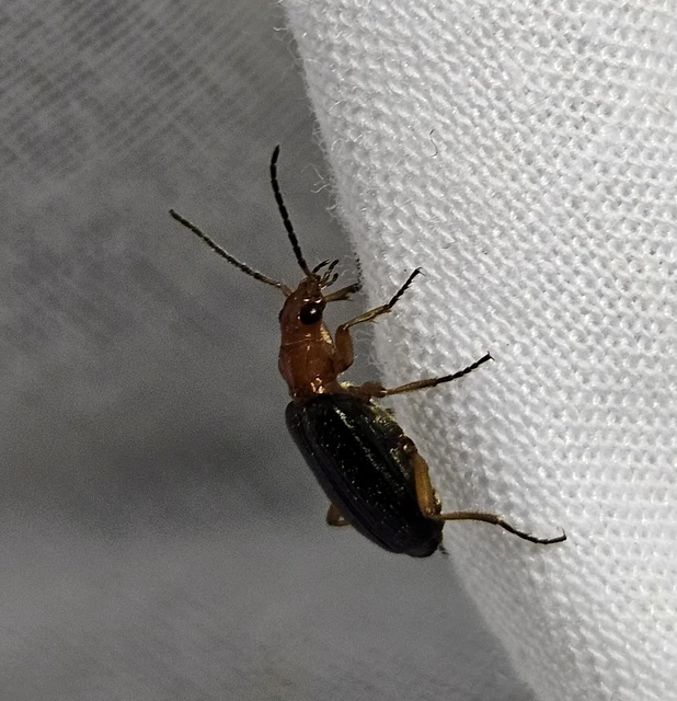 Brachinus nigricornis - feketelábú pöfögőfutó