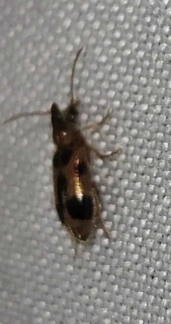 Notoxus monoceros - sárgahasú nyakszarvúbogár