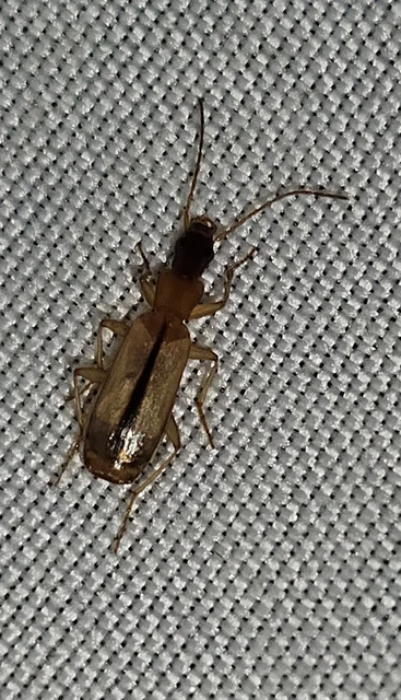 Paradromius longiceps - hosszúfejű kéregfutó