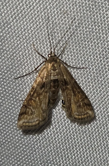 Cataclysta lemnata - békalencsemoly