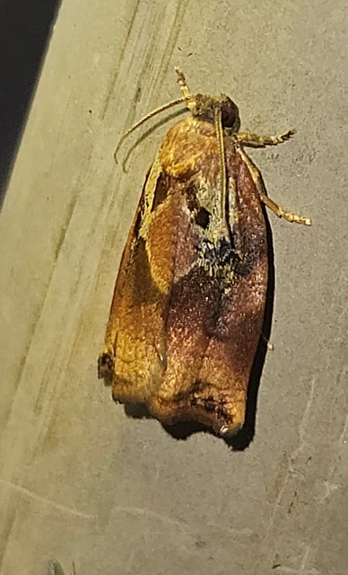 Archips podana - dudvarágó sodrómoly