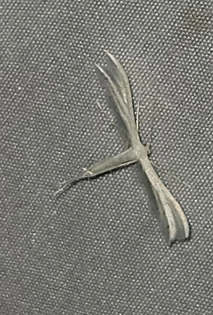Pterophorus pentadactyla - fehér tollasmoly