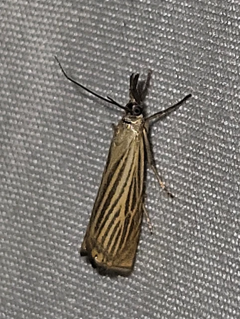Chrysoteuchia culmella - kerti fűgyökérmoly
