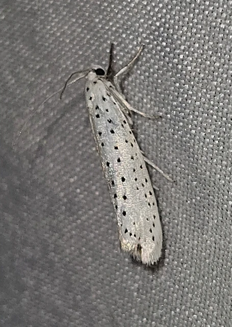 Yponomeuta evonymella - pókhálós májusfamoly