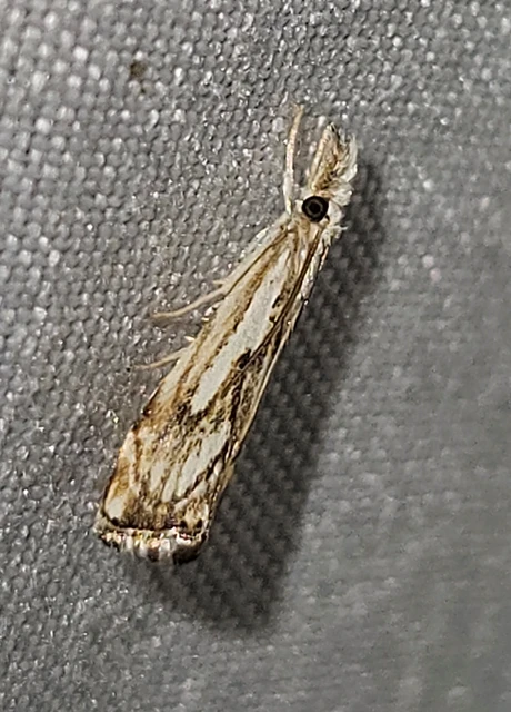 Catoptria falsella - hálós fűgyökérmoly