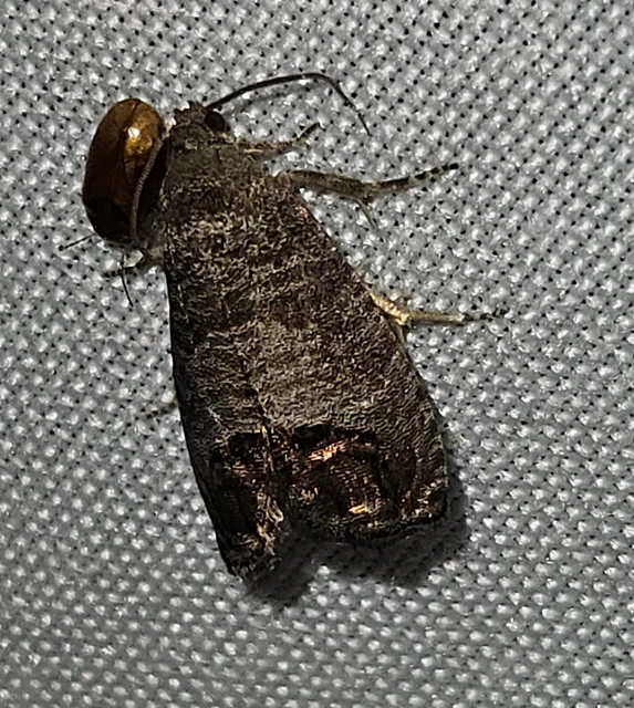 Cydia pomonella - almamoly
