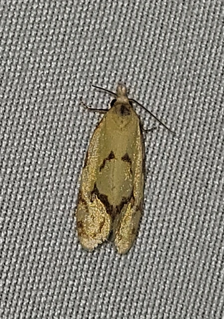 Agapeta hamana - közönséges sárgamoly