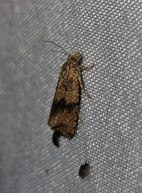 Celypha striana - pitypangfúró tükrösmoly