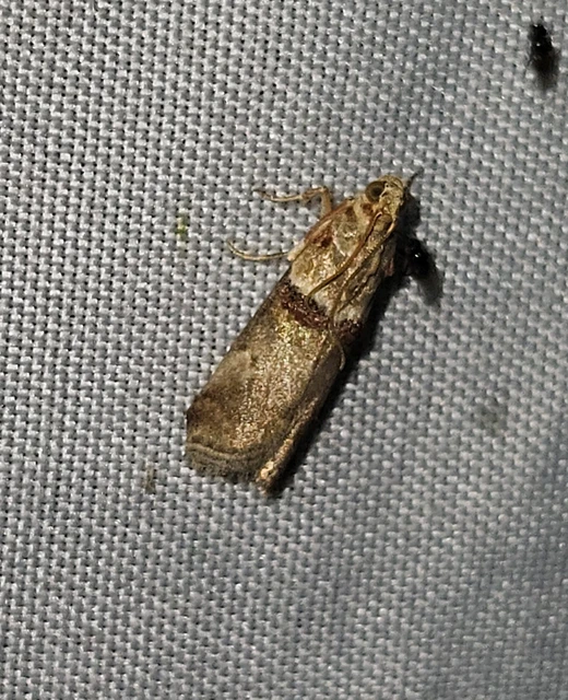 Acrobasis