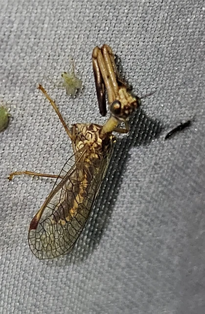 Mantispa styriaca - kétszínű fogólábú-fátyolka