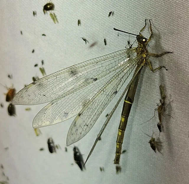 Distoleon tetragrammicus - négyfoltos hangyaleső