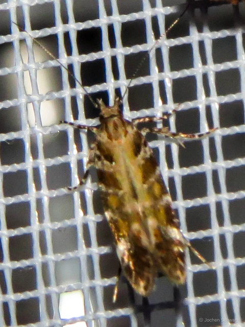 Aristotelia decurtella - seprősajkú sarlósmoly