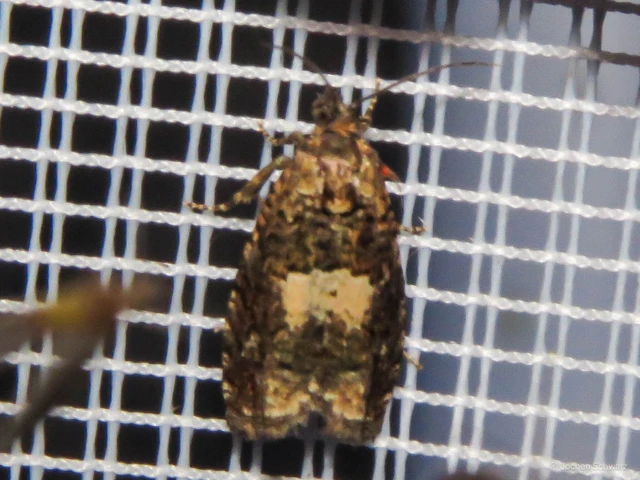 Epiblema scutulana - réti tükrösmoly