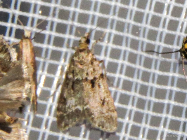 Eudonia