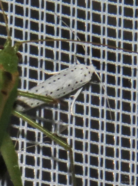 Yponomeuta evonymella - pókhálós májusfamoly