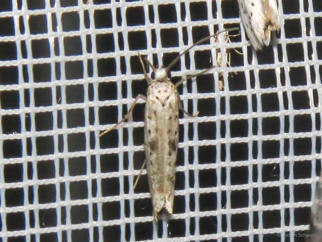 Yponomeuta plumbella - pókhálós bengemoly