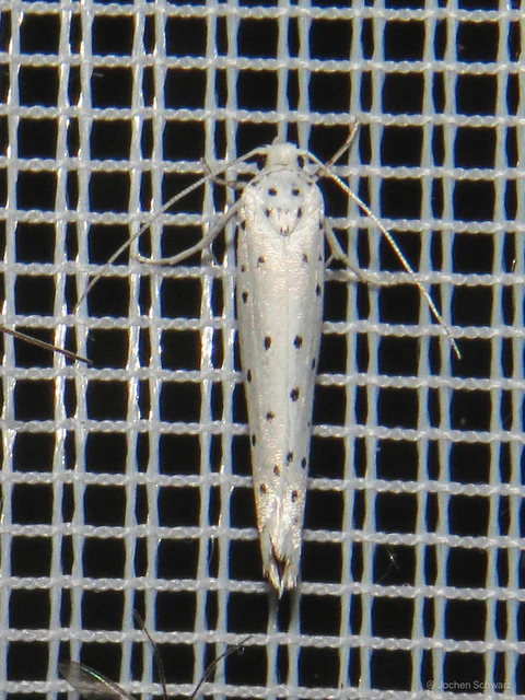 Yponomeuta