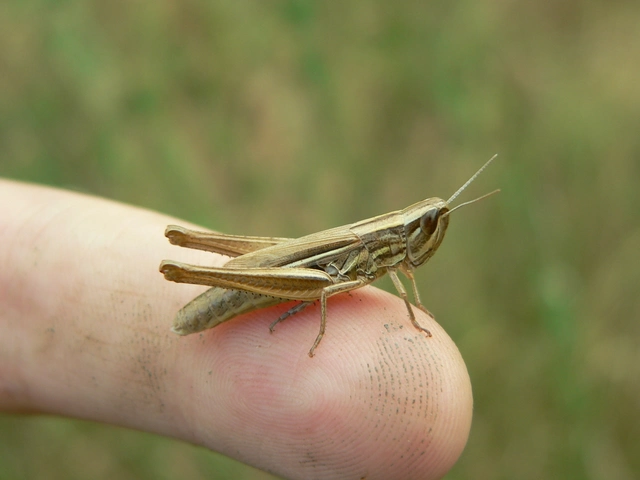Euchorthippus declivus - rövidszárnyú rétisáska