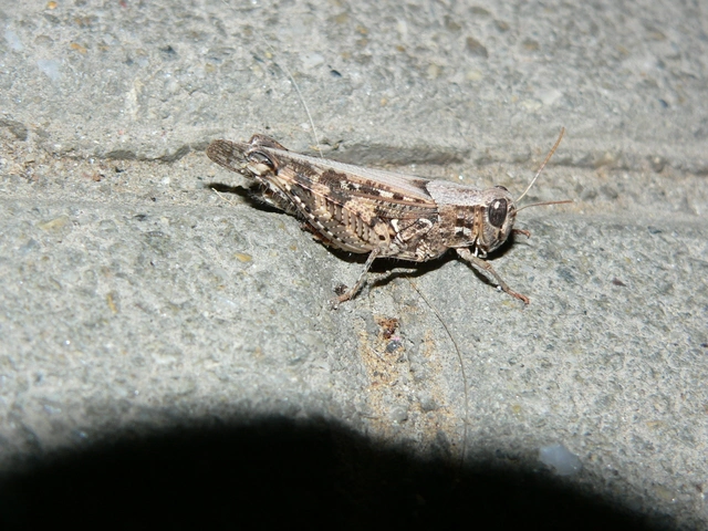 Calliptamus italicus - olaszsáska