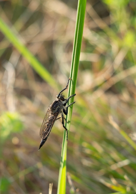Asilinae