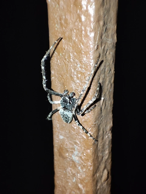 Nuctenea umbratica - közönséges rés-keresztespók