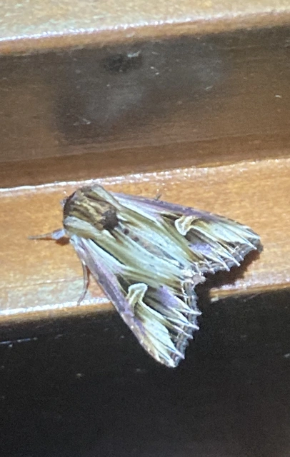 Actinotia polyodon - nagy sugarasbagoly