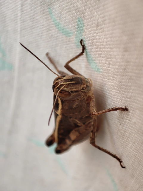 Calliptamus italicus - olaszsáska