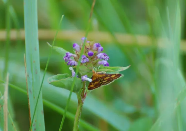 Pyrausta purpuralis - közönséges bíbormoly