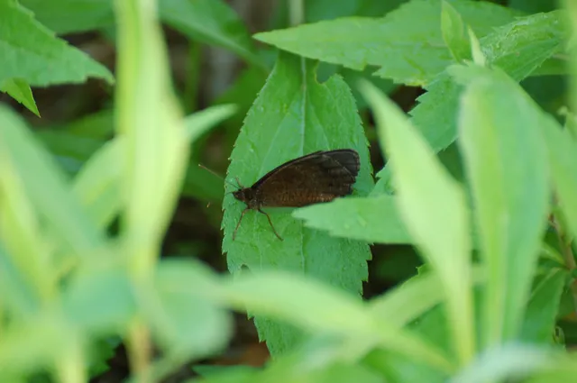Minois dryas - fekete szemeslepke