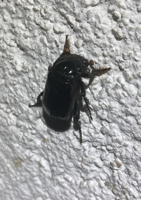 Nicrophorus humator - fekete temetőbogár