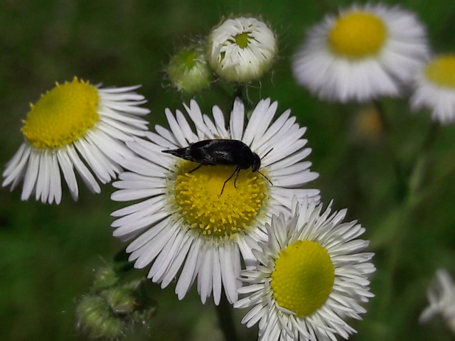 Mordellidae - marókafélék