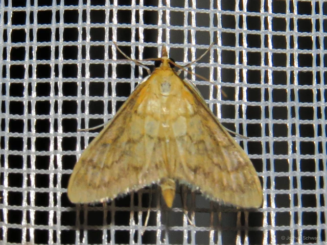 Ostrinia nubilalis - kukoricamoly