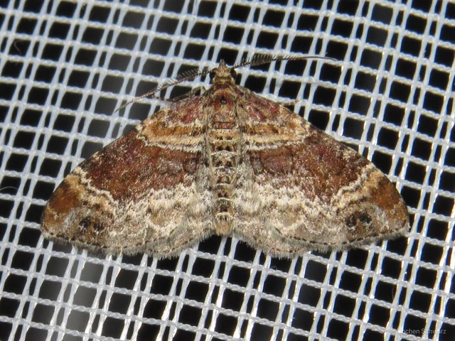 Xanthorhoe spadicearia - sávos tarkaaraszoló