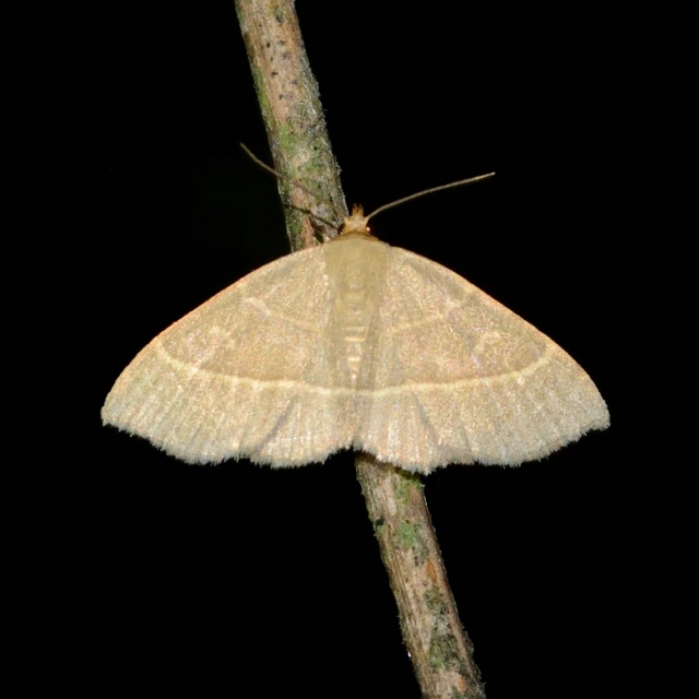 Trisateles emortualis - sárgacsíkos karcsúbagoly