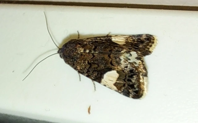 Tyta luctuosa - fekete nappalibagoly