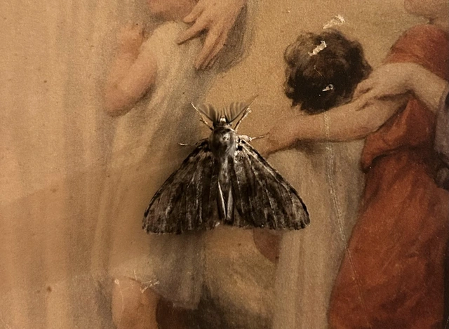 Lymantria monacha - apácalepke