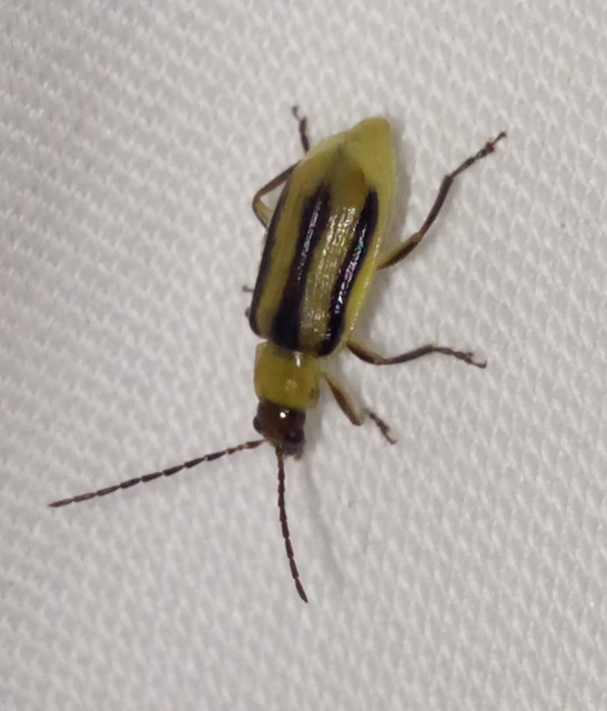 Diabrotica virgifera - amerikai kukoricabogár