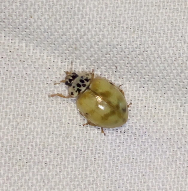 Harmonia quadripunctata - négypettyes katica